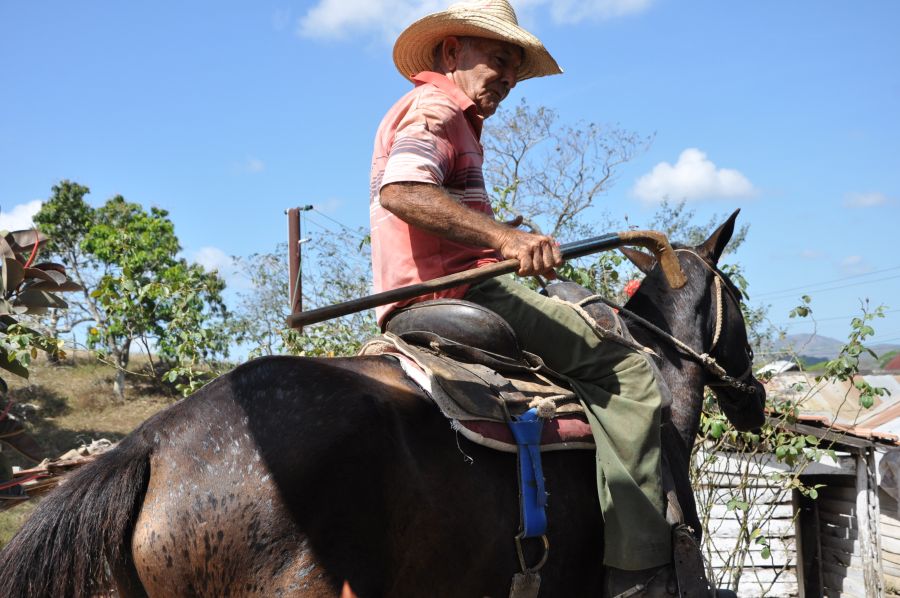 sancti spiritus, agricultura sancti spiritus, tabaco, ganaderia, fomento