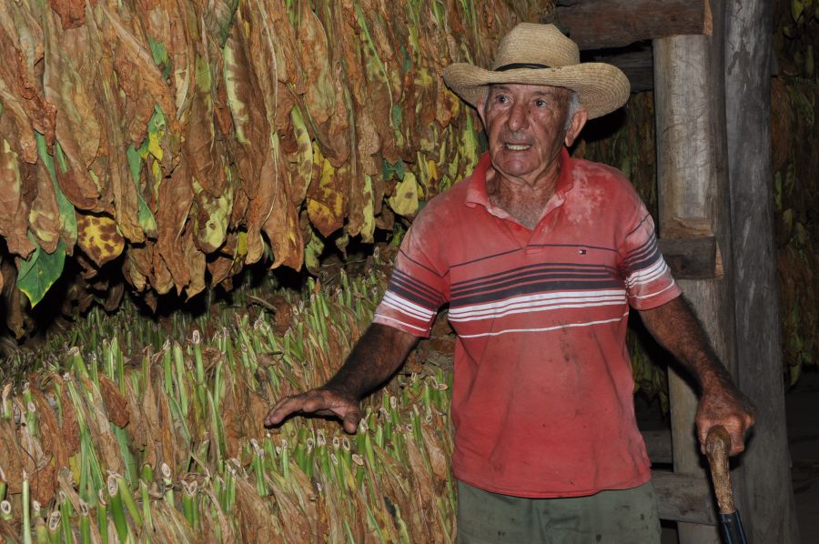 sancti spiritus, agricultura sancti spiritus, tabaco, ganaderia, fomento