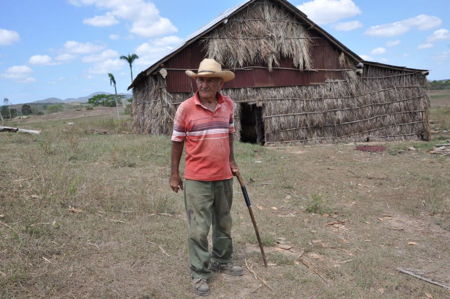 sancti spiritus, agricultura sancti spiritus, tabaco, ganaderia, fomento