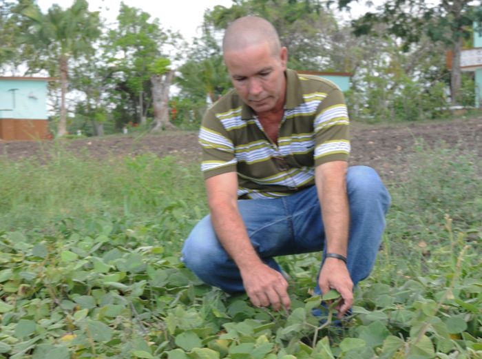 sancti spiritus, agronomia, estacion experimental de pastos y forrajes