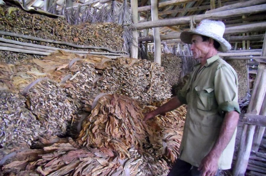 Julio marca el momento pico para el amarre del tabaco.