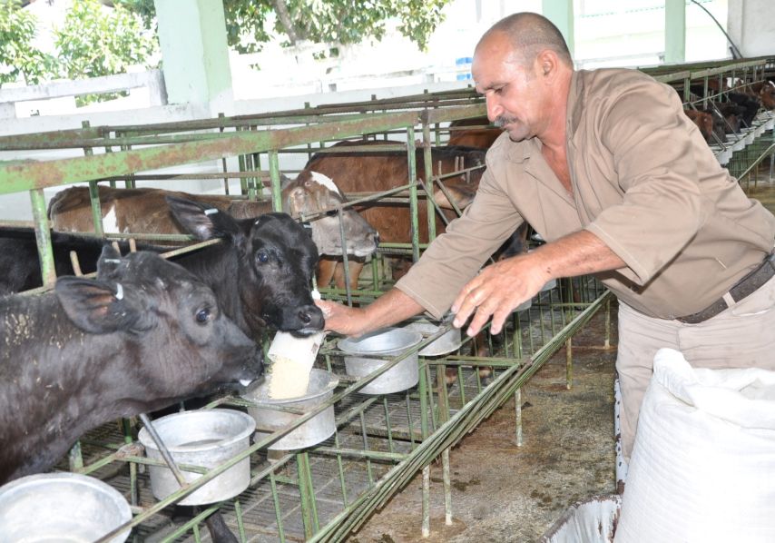 sancti spiritus, ganaderia, produccion leche