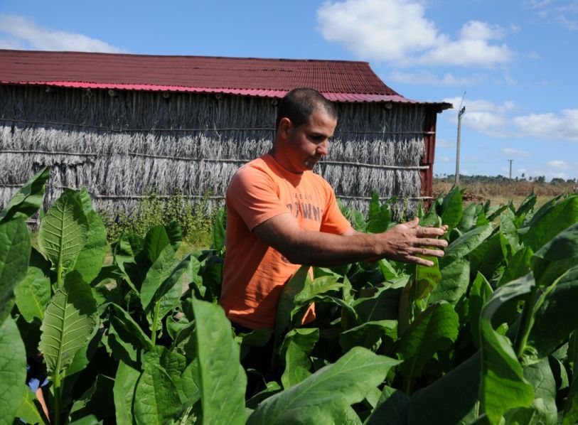 sancti spiritus, tabaco, campaña tabacalera