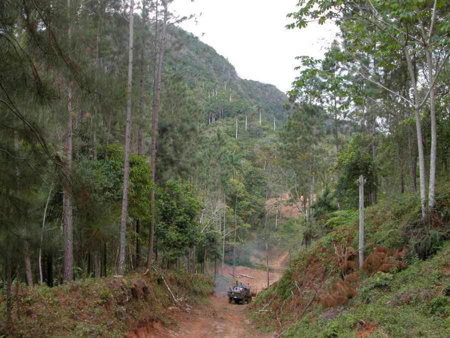 sancti spiritus, flora y fauna, reforestacion