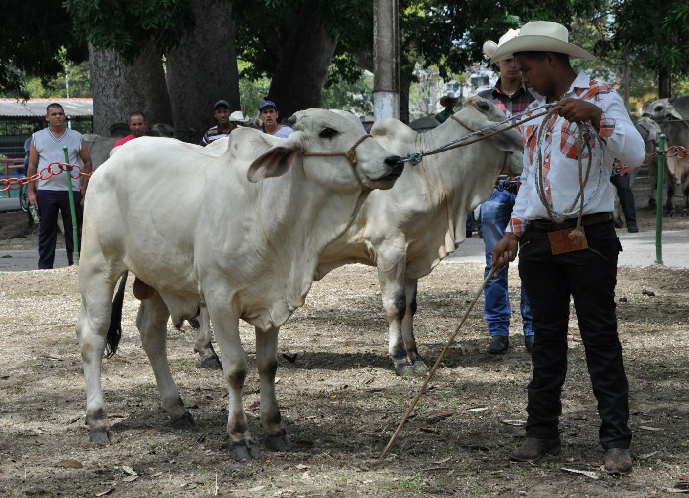 Rodeo, Feria Agropecuaria, ganadería, Sancti Spíritus, Cuba