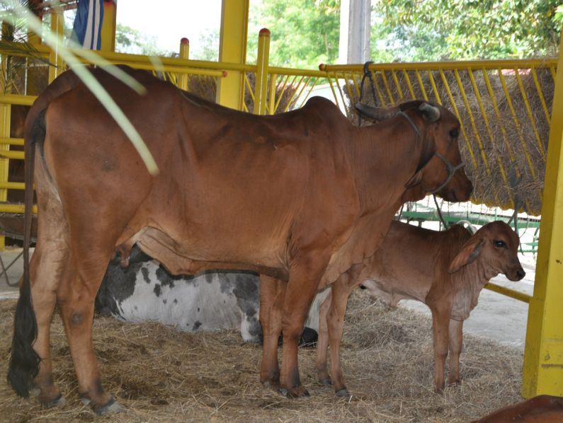 sancti spiritus, feria del cebu, parque de ferias delio luna echemendia