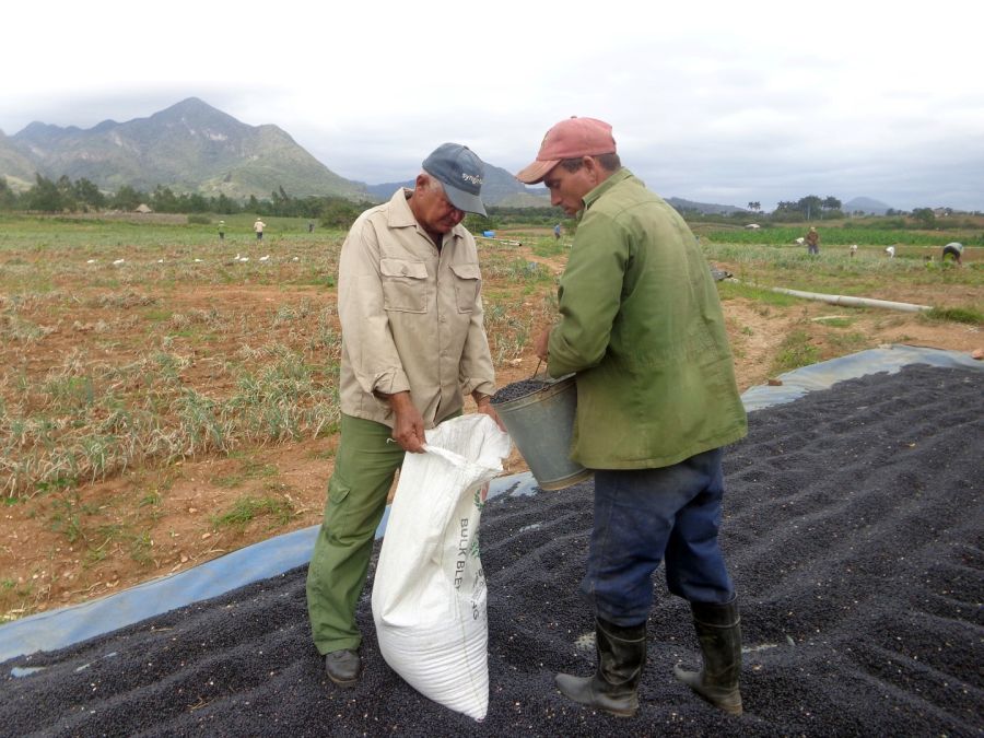 sancti spiritus en 26, produccion alimentos, sustitucion importaciones, cosecha de frijol