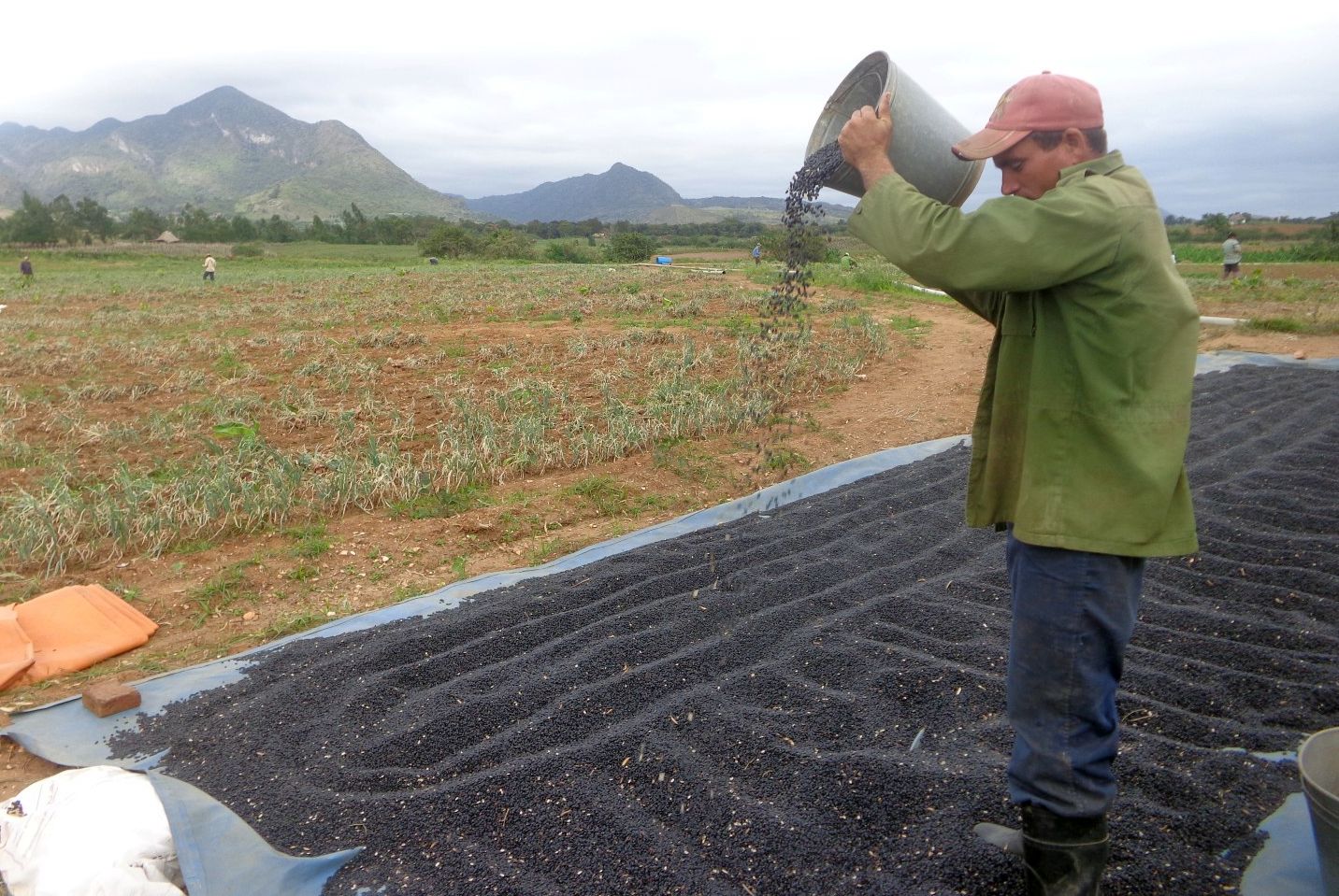 sancti spiritus en 26, produccion alimentos, sustitucion importaciones, cosecha de frijol