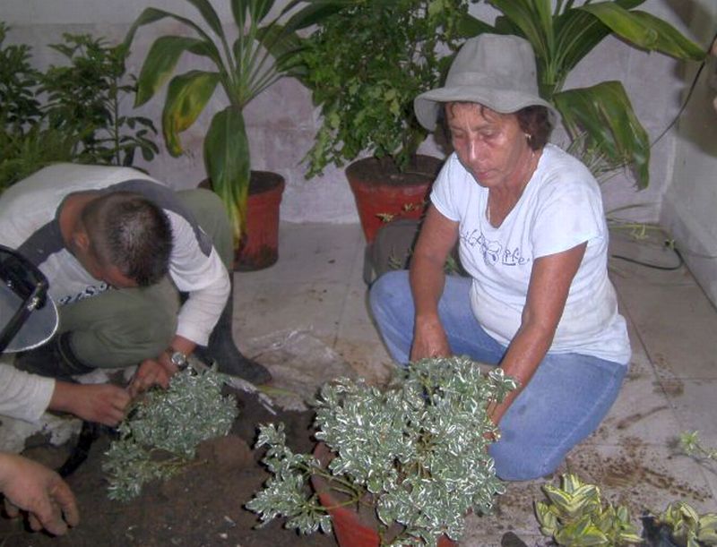 sancti spiritus en 26, servicios comunales, plantas ornamentales, fomento