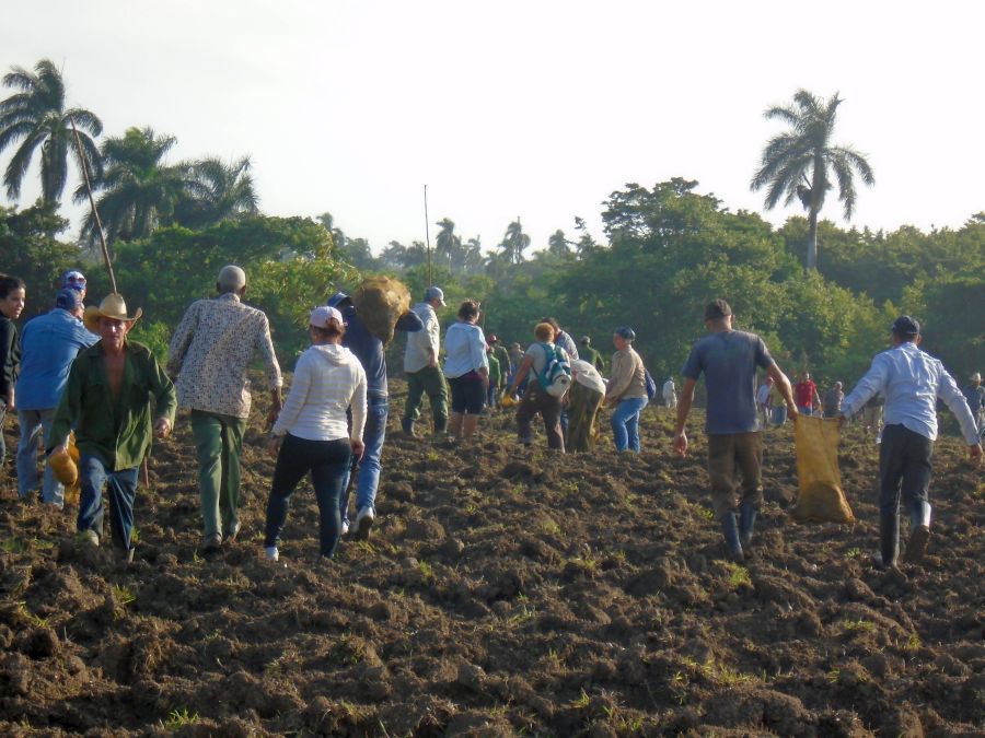 sancti spiritus, fomento, sancti spiritus en 26, produccion de alimentos