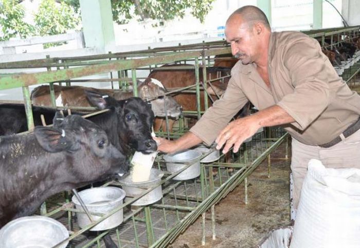 La unidad Genética Dos Ríos, ejemplo de recuperación de la ganadería en el territorio. (Foto: Vicente Brito/ Escambray)