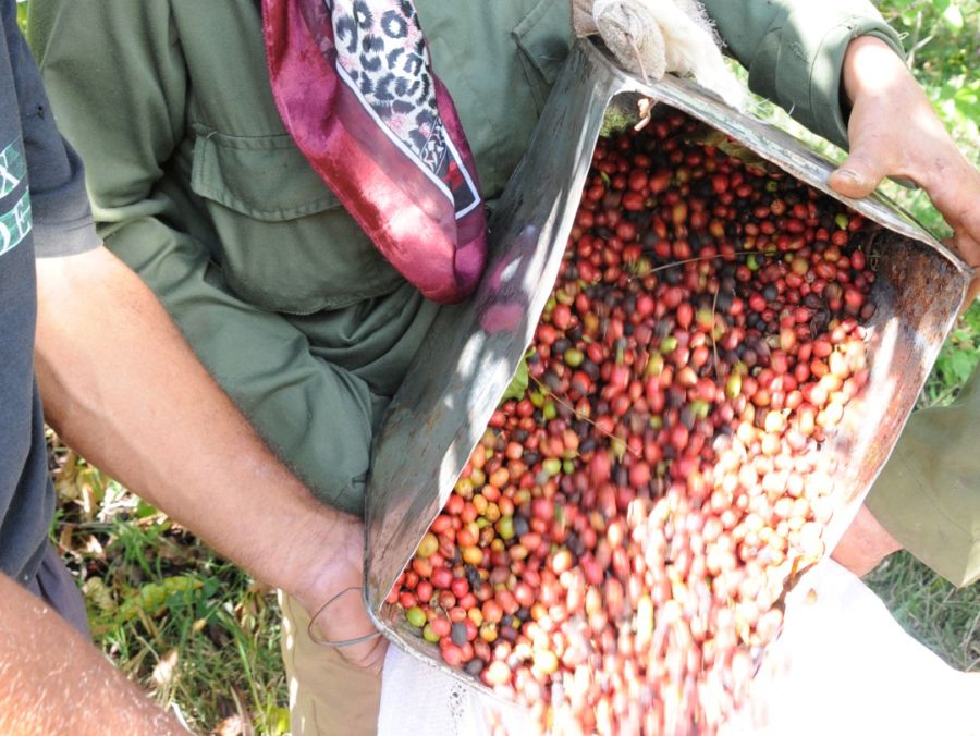 sancti spiritus, cafe, cosecha cafetalera