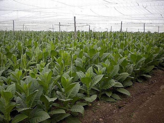 sancti spiritus, tabaco, tabaco tapado