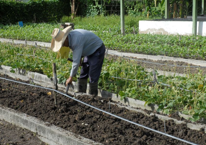 sancti spiritus, agricultura urbana, agricultura sancti spiritus