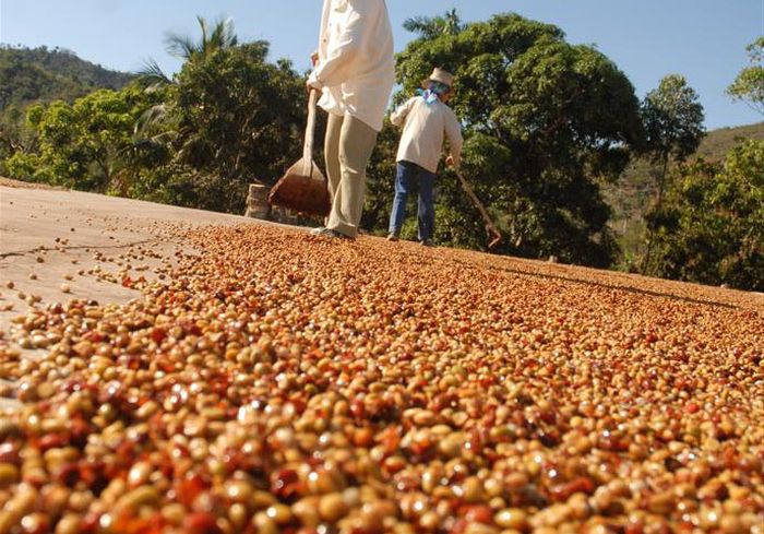 sancti spiritus, cafe, cosecha cafetalera