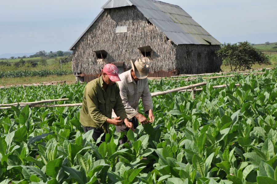 sancti spiritus, tabaco