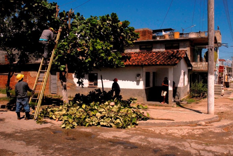 En la provincia se realiza la poda de árboles en sitios que entrañen peligro para los seres humanos o instalaciones. (Foto: Juan A. Borrego/ Escambray) sancti spiritus, consejo de defensa, huracan matthew, meteorologia