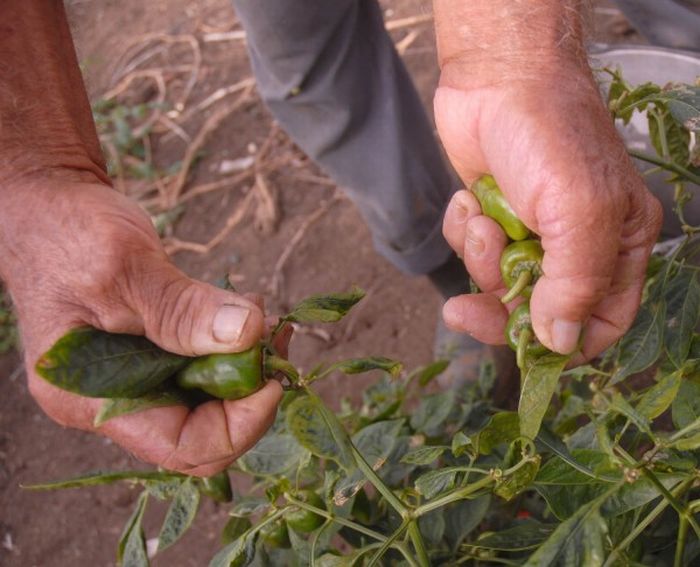 agricultura-urbana-1-600x486