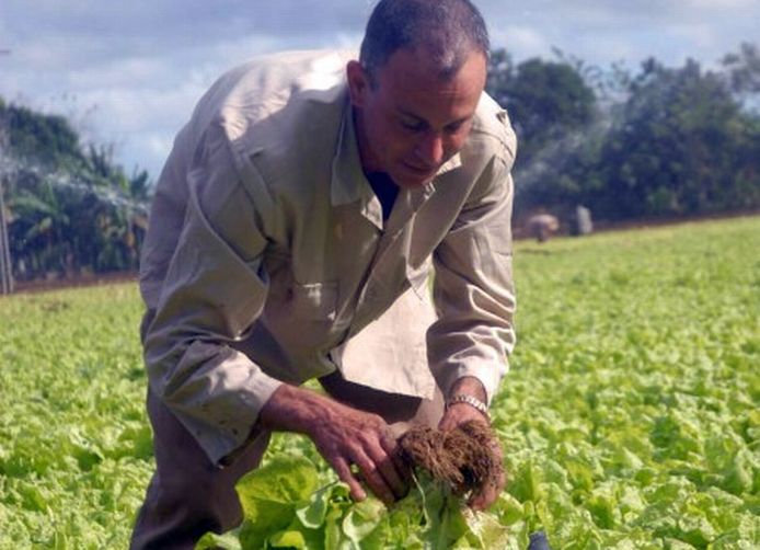 sancti spiritus, agricultura urbana