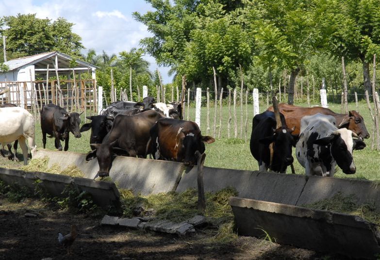 sancti spiritus, ganaderia