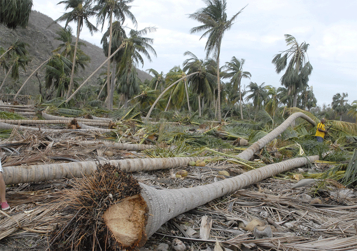 Los árboles derribados por Matthew r son incontables en el municipio guantanamero de Imías. (Foto: Venceremos)