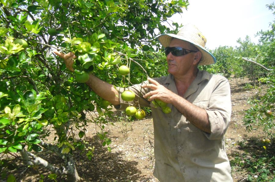 sancti spiritus, entrega de tierras en usufructo, produccion agricola, yaguajay