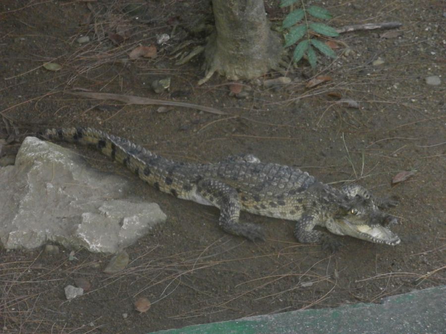 sancti spiritus, cocodrilos, zoologico