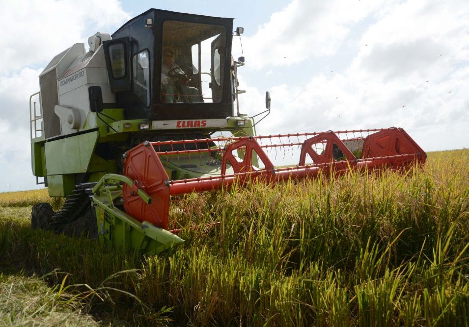 El favorable comportamiento de las nuevas variedades de arroz contribuyó al ascenso de los rendimientos. (Foto: Oscar Alfonso)