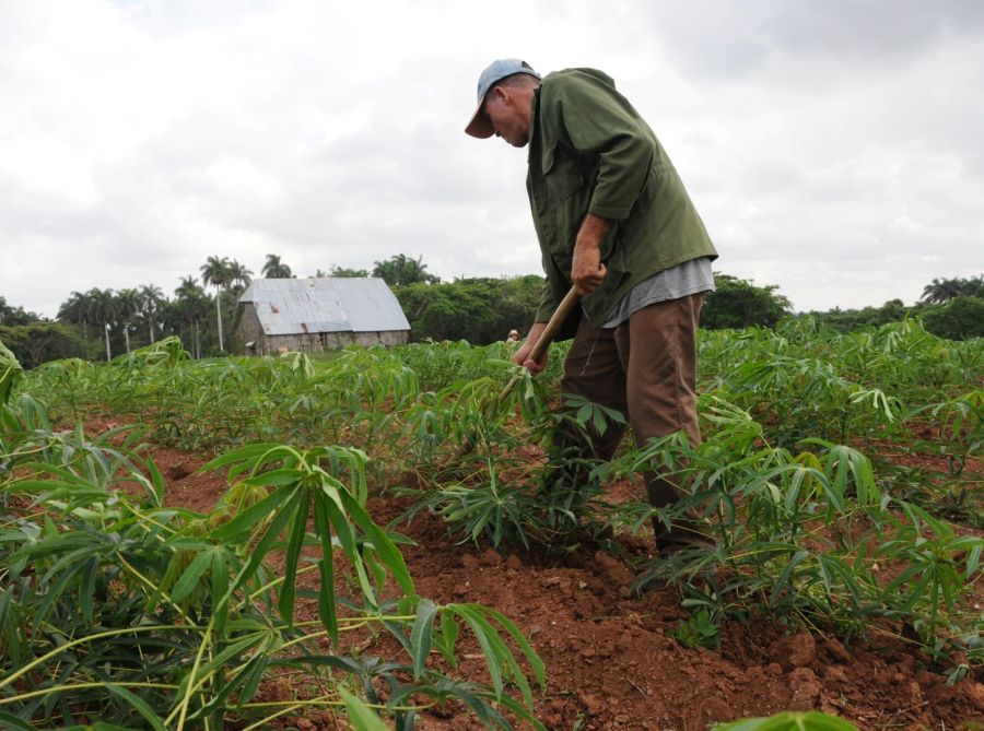 cuba, sector agropecuario, ministerio de finanzas y precios, ministerio del trabajo y seguridad social