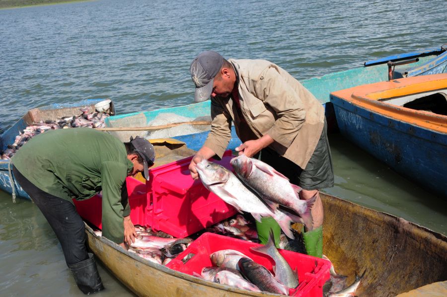 sancti spiritus, acuicultura, presa lebrije, pescaspir