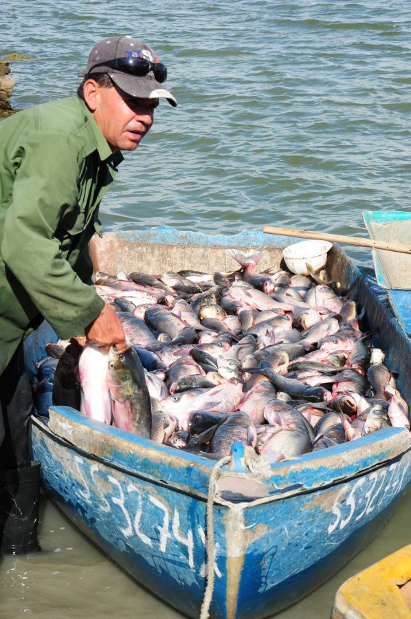 sancti spiritus, acuicultura, presa lebrije, pescaspir