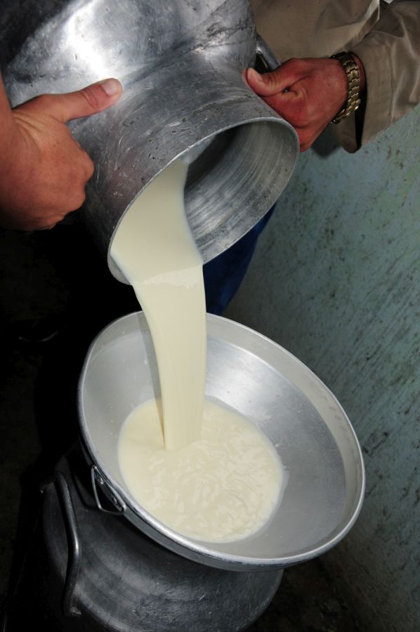 sancti spiritus, agricultura, yaguajay, acopio de leche