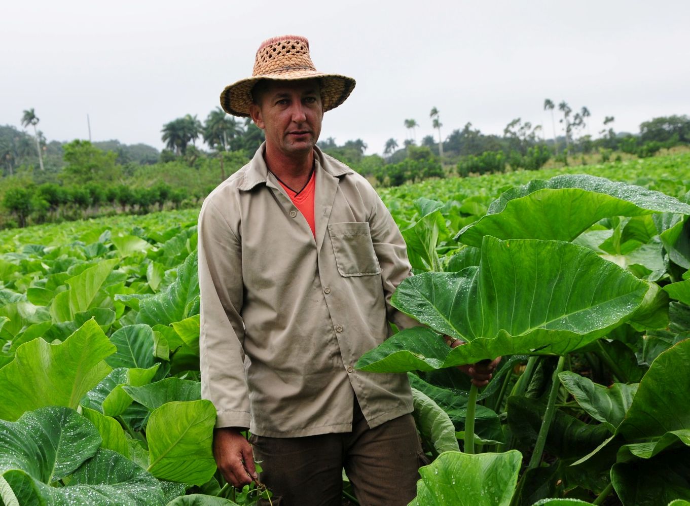 sancti spiritus, agricultuta, yaguajay