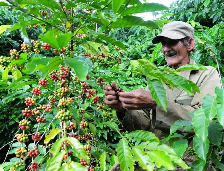 sancti spiritus, cafe, cosecha cafetalera, cafe robusta