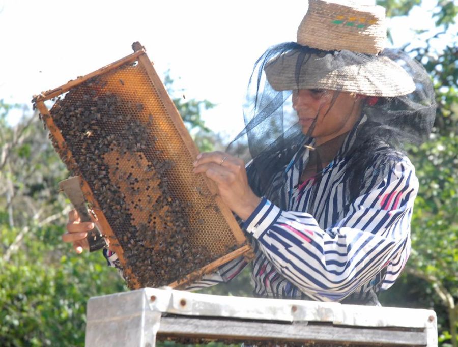 sancti spiritus, apicultura