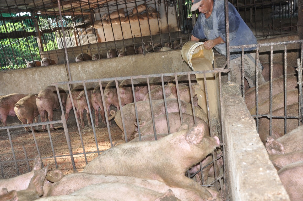 sancti spiritus, carne de cerdo, porcino