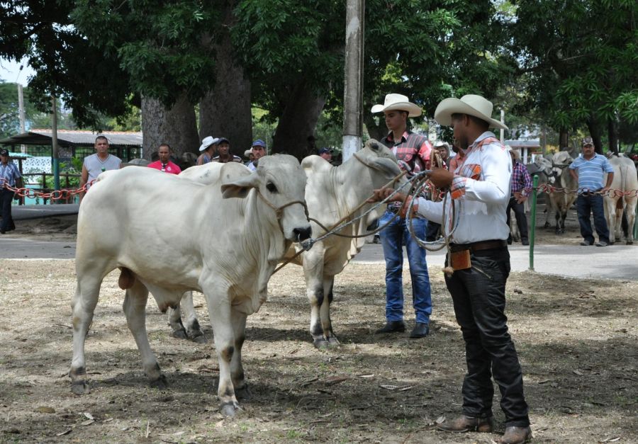 sancti spiritus, feria ganadera, parque de ferias delio luna echemendia