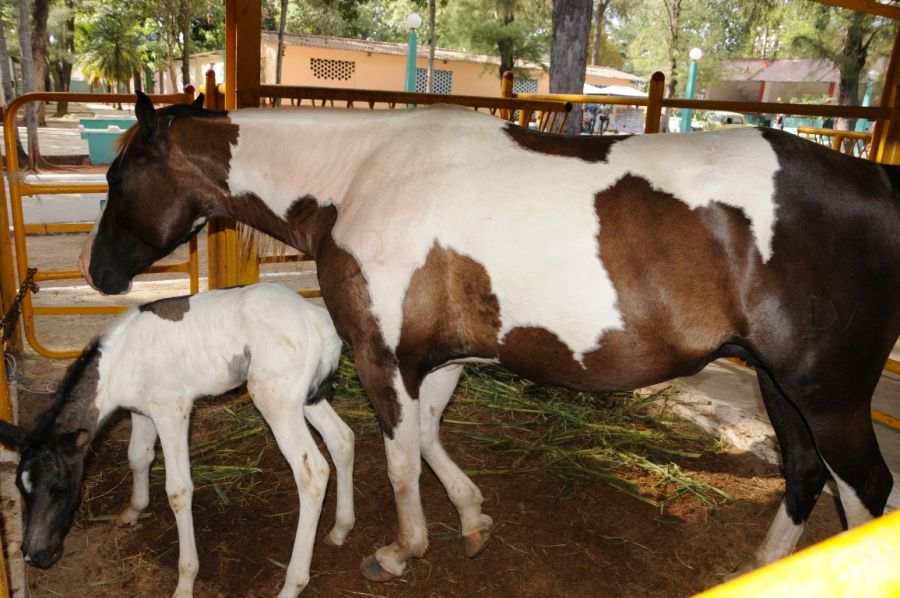 Exposiciones de caballos de distintas razas no faltan en esta feria. (Foto: Vicente Brito/ Escambray)