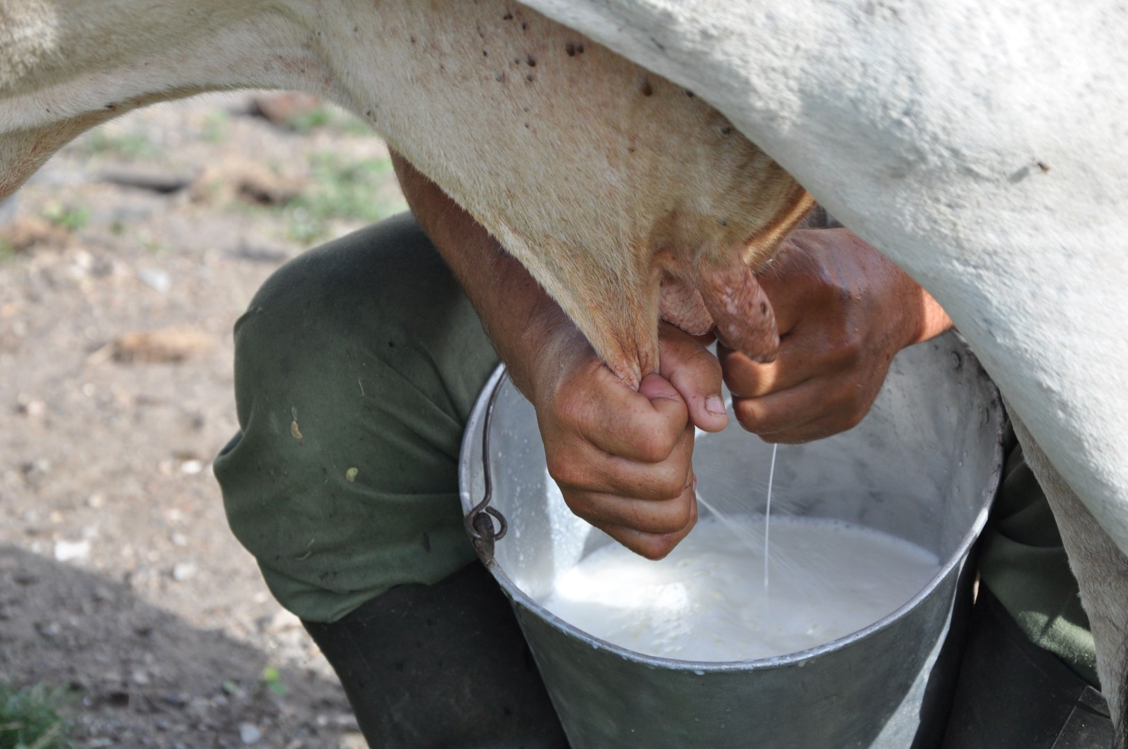 sancti spiritus, ganaderia, leche