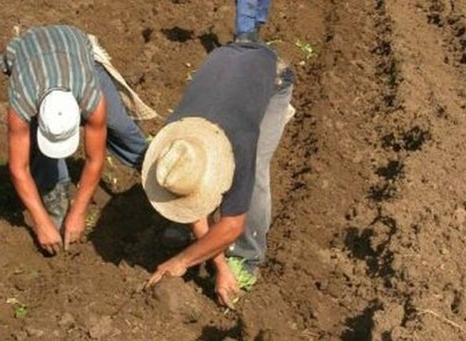 sancti spiritus, siembra de tabaco