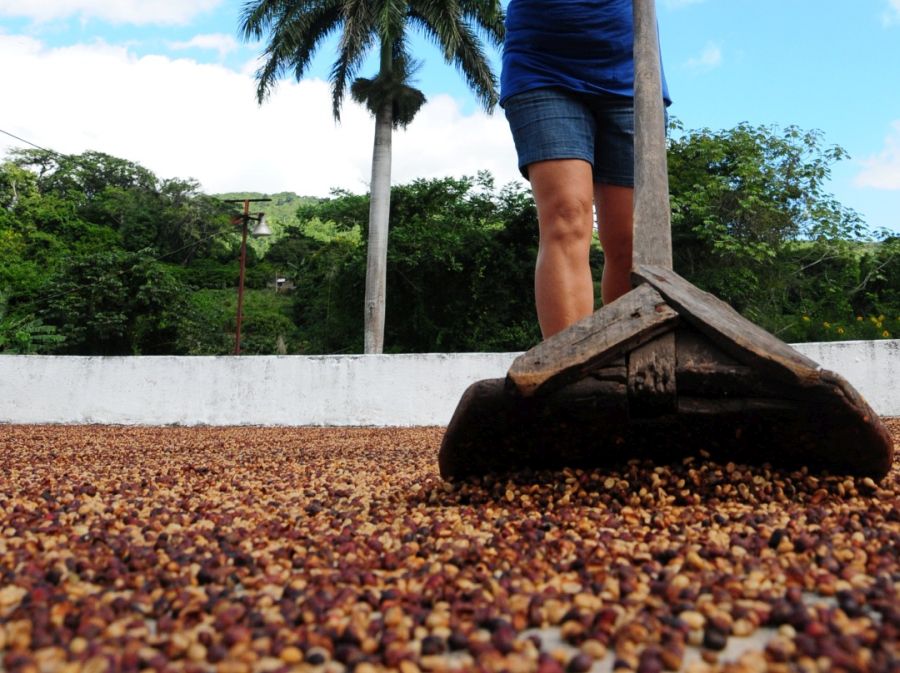 sancti spiritus, cosecha cafetalera