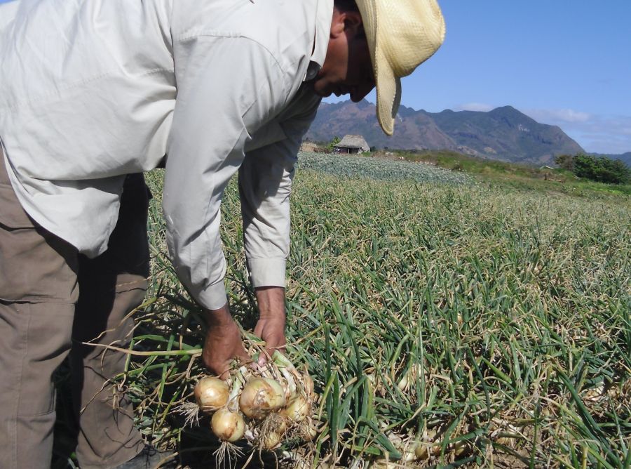 El campesino Jelwis  Quincoses González se propone enviar a la industria 13 toneladas de cebolla. (Foto: José L. Camellón)