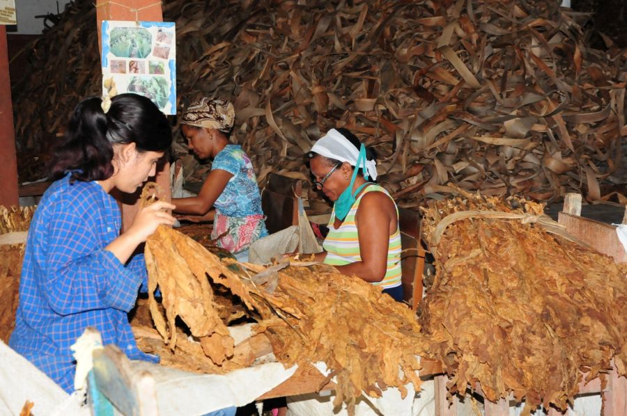 La escogida de tabaco Jíquima constituye fuente de empleo para una parte de la fuerza femenina.