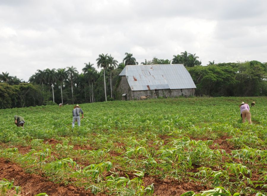 sancti spiritus, medio ambiente, capa de ozono, sanidad vegetal, agricultura, ozono troposferico