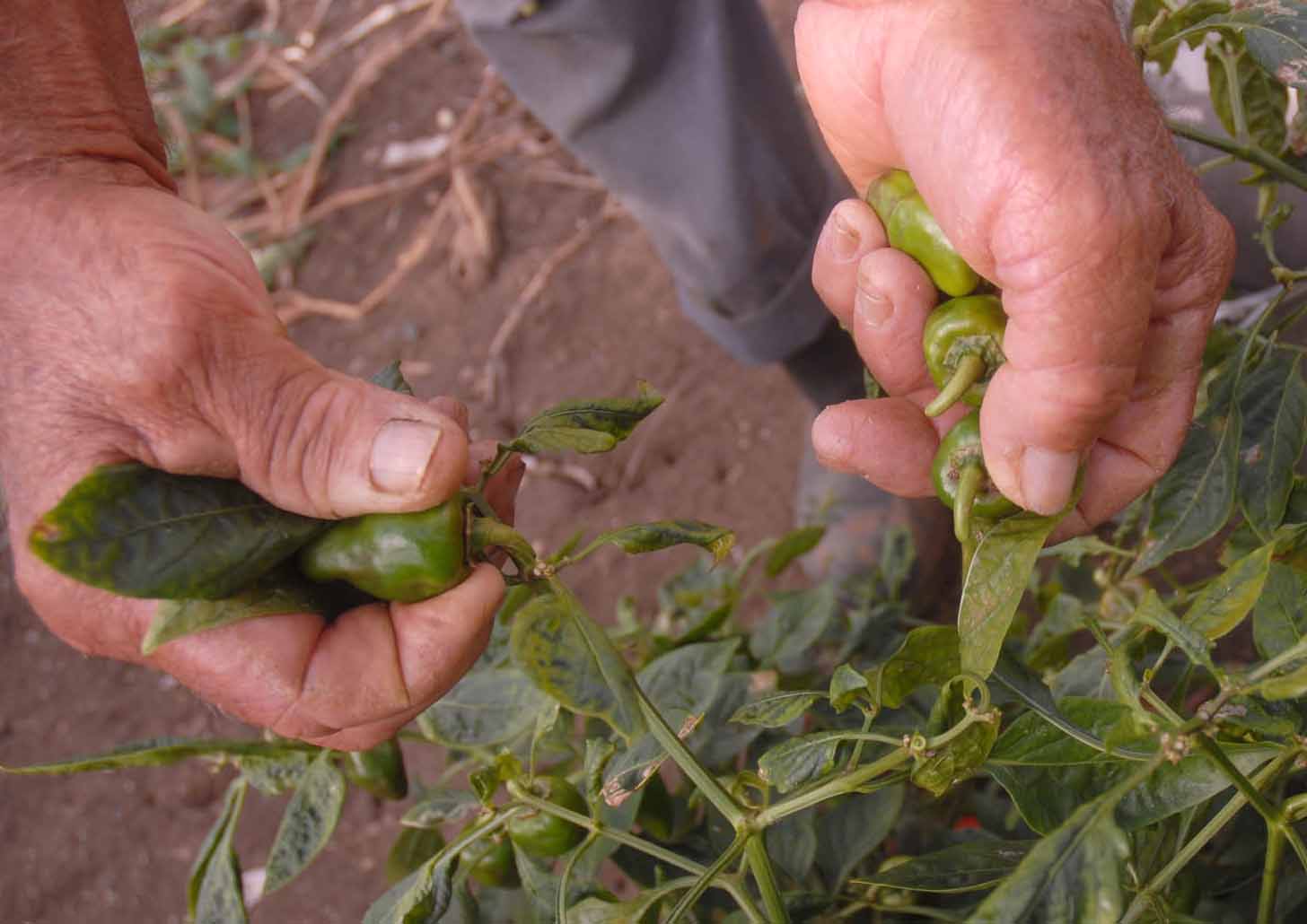 Sancti Spíritus, agricultura urbana, alimentos