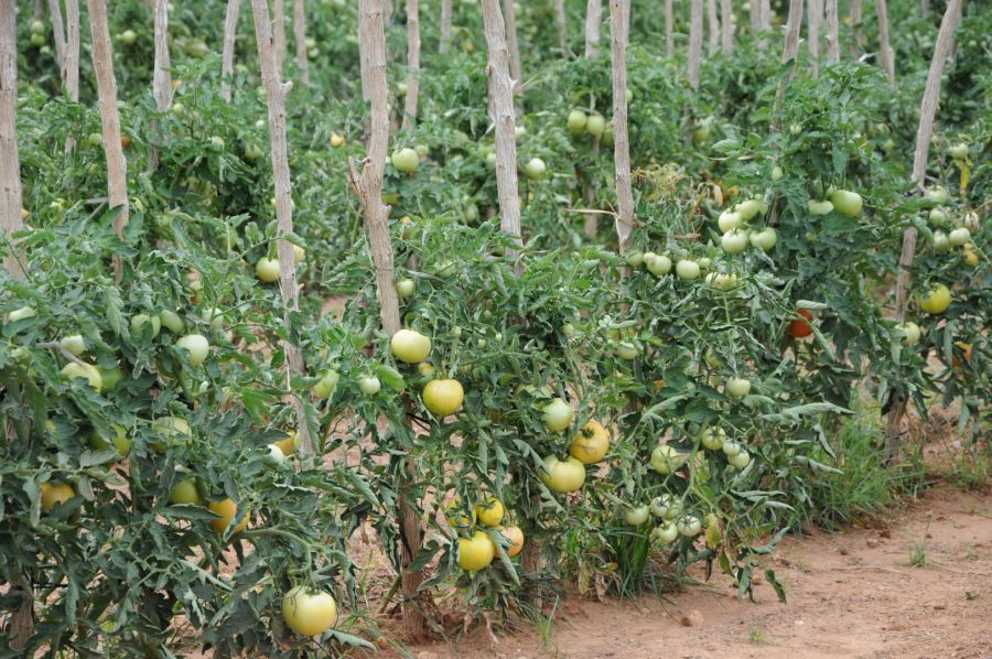 sancti spiritus, produccion de alimentos, agricultura, acopio