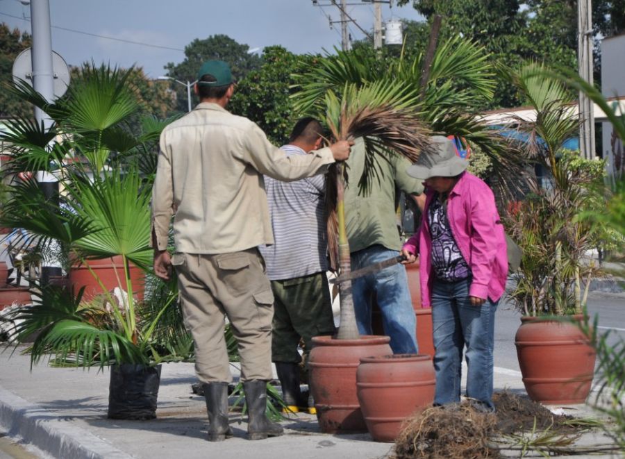 sancti spiritus, servicios comunales, planta ornamentales