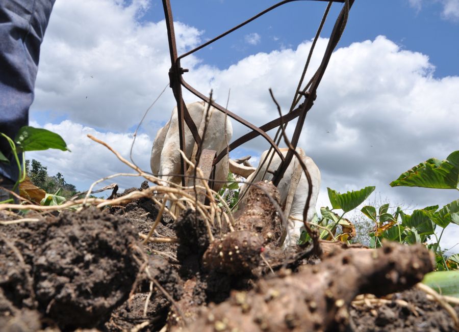 sancti spiritus, produccion de alimentos, agricultura, acopio