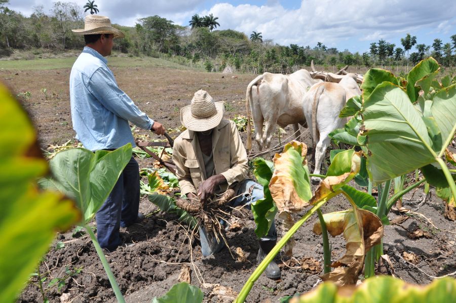 sancti spiritus, produccion de alimentos, agricultura, acopio