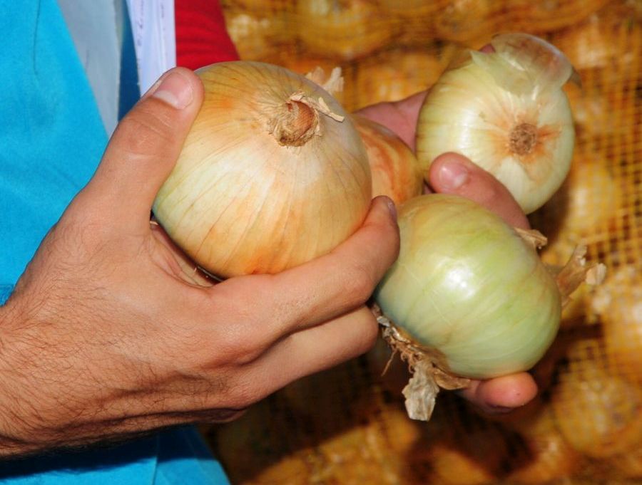 sancti spiritus, fabrica de conservas, cebolla, frutas, vegetales